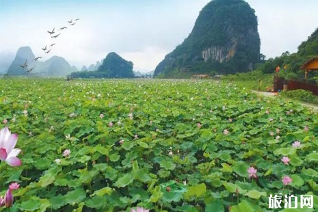 2019英德九龍峰林小鎮荷花節活動攻略