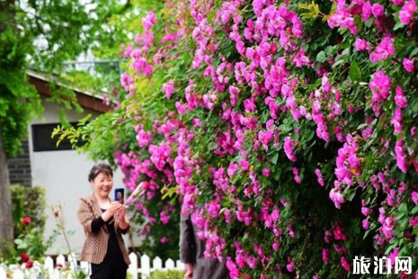 2019年夏季崇明賞花攻略