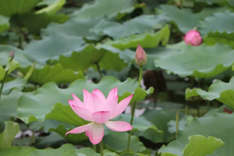 2019深圳洪湖公園荷花幾月份開