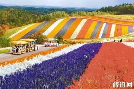 日本北海道花田6月推薦