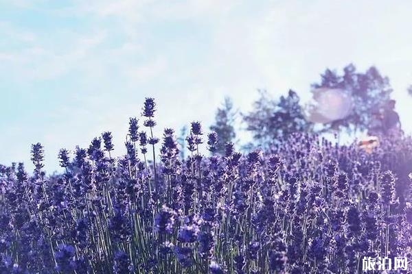 日本北海道富良野的花田最佳時(shí)間及游玩攻略