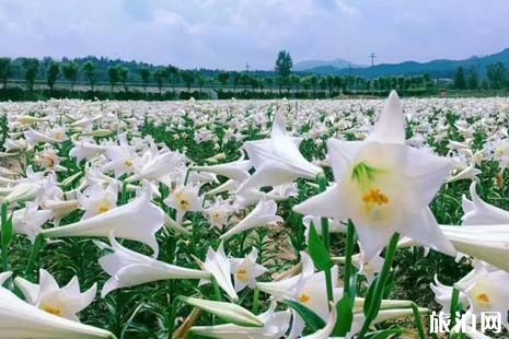 2019年夏季貴溪賞花地點(diǎn)推薦