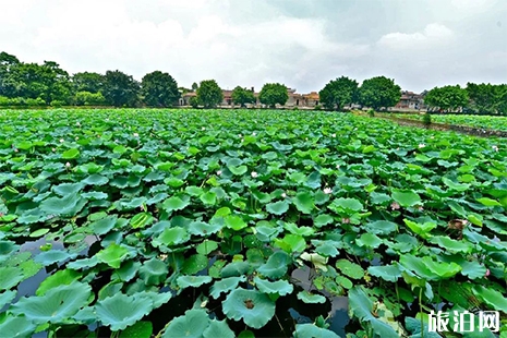 2019廣州花都區炭步鎮荷花節6月7日開啟 附活動信息