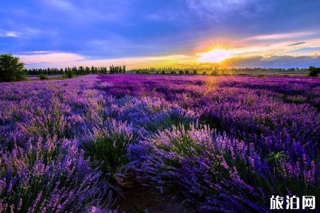 北京薰衣草幾月份開花 2019北京薰衣草門票+地址交通