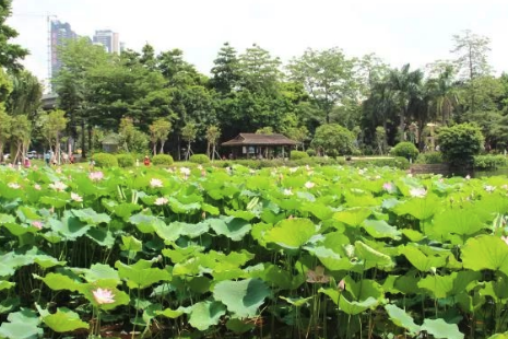 2019廣州荷花觀賞地點推薦+花期