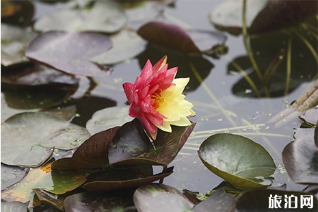 圓明園荷花開放時間 2019年荷花節時間