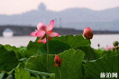 西湖荷花開了嗎 杭州西湖賞荷花攻略