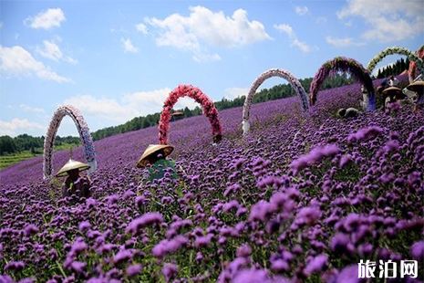 成都普羅旺斯薰衣草莊園在哪里 附門票信息