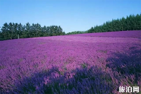 武漢藍調薰衣草莊園門票多少錢