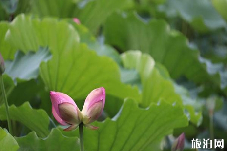 2019洪湖公園賞荷花攻略 最佳賞花地+交通