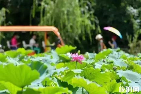 2019夏季云南旅游攻略