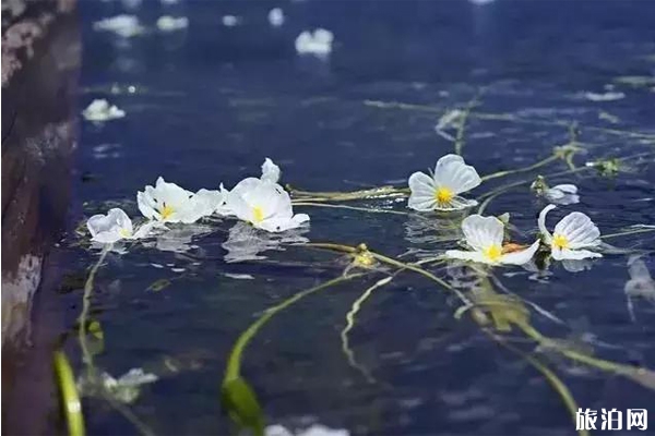 麗江賞花夏季推薦