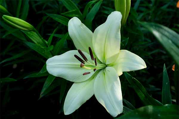 2019紅葉谷景區第12屆百合花花節觀賞指南