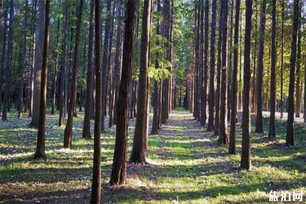 日照海濱國家森林公園門票 日照海濱國家森林公園有什么好玩的 日照海濱國家森林公園游玩攻略