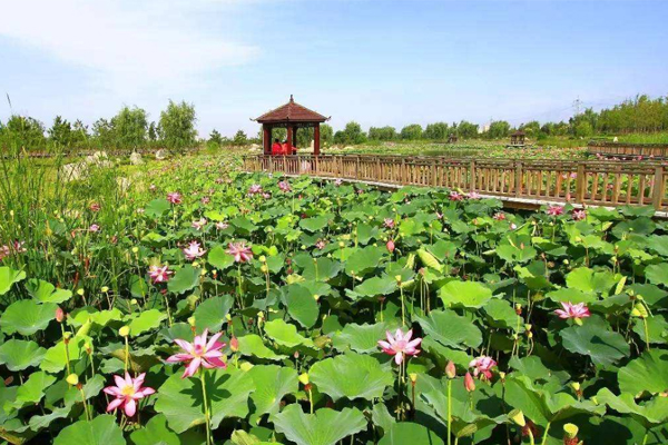 2019年武漢東湖公園賞荷交通指南