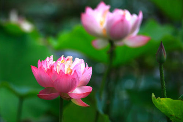 張掖濕地公園門票信息