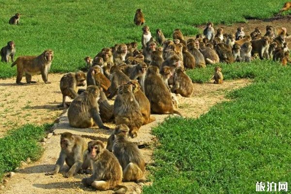 2019秦皇島野生動物園門票價格+交通信息