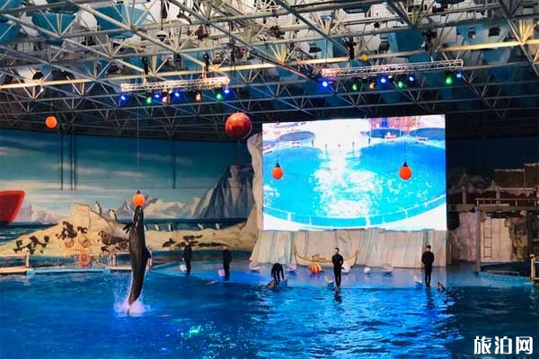 青島海昌極地海洋公園場館游玩攻略+表演時間+住宿+美食