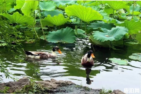 揚州高郵湖蘆葦蕩濕地公園門票+怎么去