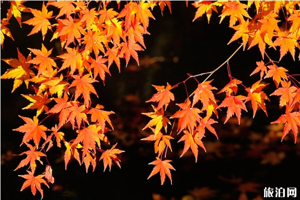 東京紅葉觀賞時(shí)間2019 東京紅葉哪里最好看