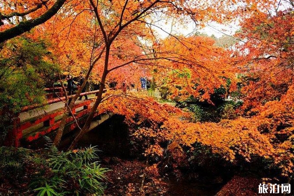 京都紅葉季2019時(shí)間+哪里最好看