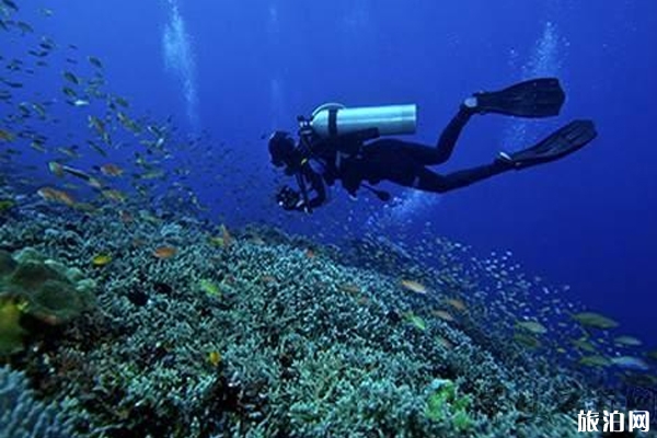 巴厘島本島潛水點推薦