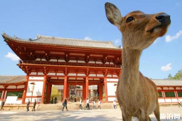 大阪京都奈良交通攻略