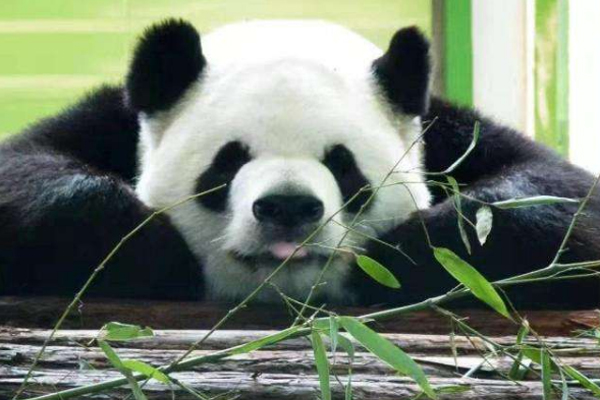 2019年國慶節石家莊動物園熊貓館開放嗎