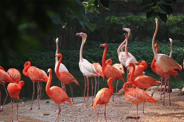 廣州長隆野生動物園攻略 廣州長隆野生動物園門票優惠政策