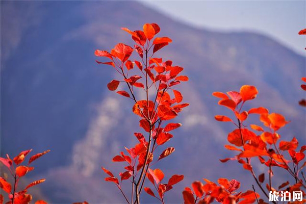 北京自駕坡峰嶺怎么走 坡峰嶺紅葉節(jié)2019年開始時間