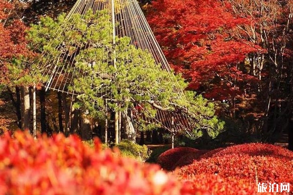 北海道楓葉最多的地方推薦