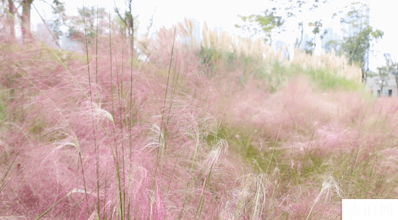 安順虹山湖公園有粉黛亂子草嗎 地點(diǎn)+有什么好玩的