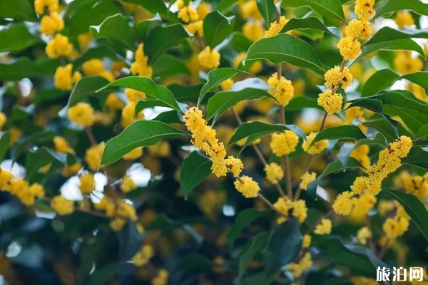 重慶桂花賞花地點推薦