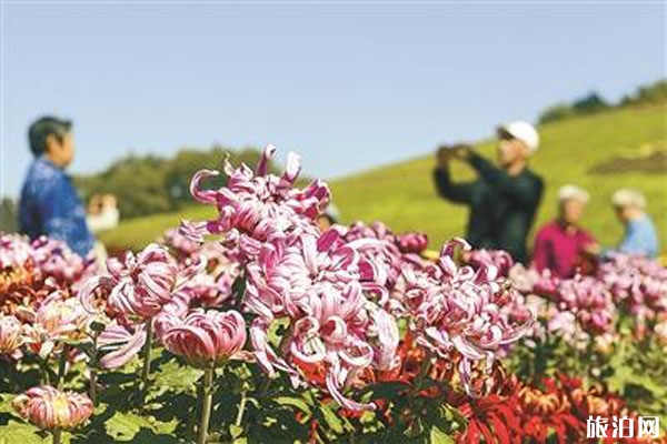 2019沈陽世博園菊花展時間+門票+地點+介紹