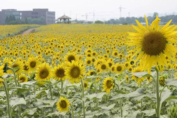 浙江國慶賞花好去處推薦