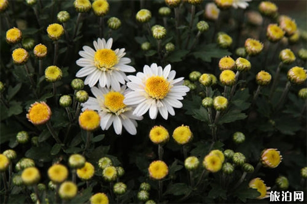 湖熟菊花園要門票嗎 可以帶寵物進去嗎+2019年菊花展信息