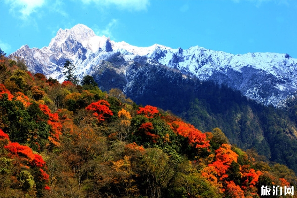 10月四川紅葉哪里最好看 四川賞秋紅葉勝地紅葉情況