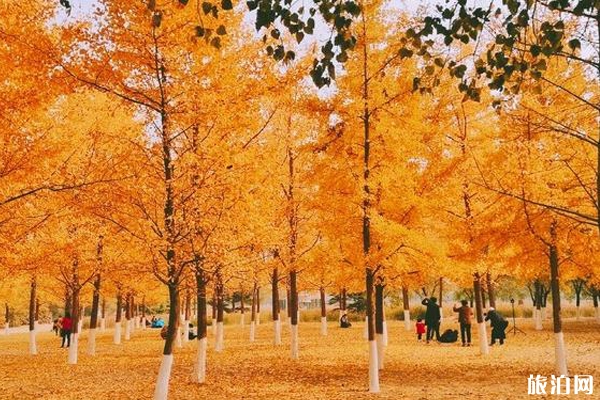 奧林匹克森林公園秋天好看嗎+地址+門票+交通