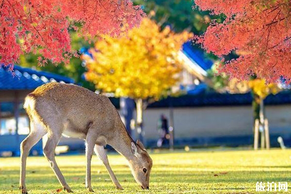 奈良公園有多少鹿 奈良公園的鹿幾點回家