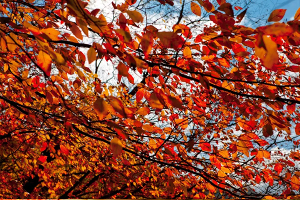 2019平頂山堯山紅葉節時間+門票優惠