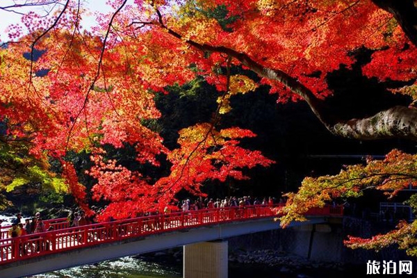 十一月去日本冷不冷 十一月去日本旅游好嗎