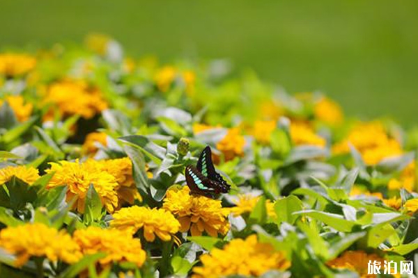 2019年上海公園十一月份花展信息整理