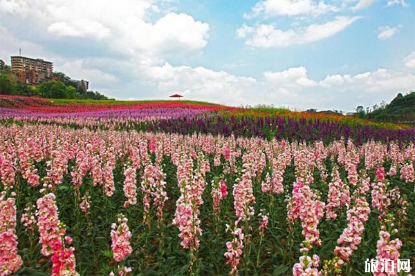 瀘州納溪花田酒地旅游景區