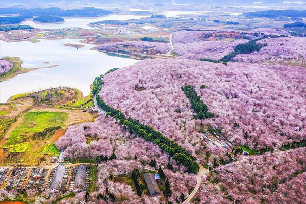 平壩萬(wàn)畝櫻花園