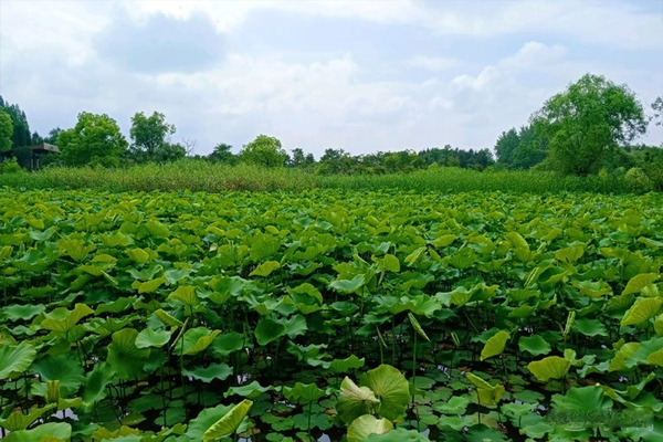 東平國家森林公園