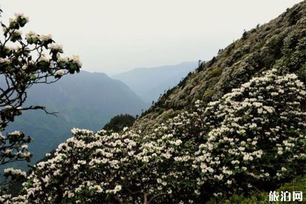 蘆山大川河旅游景區(qū)