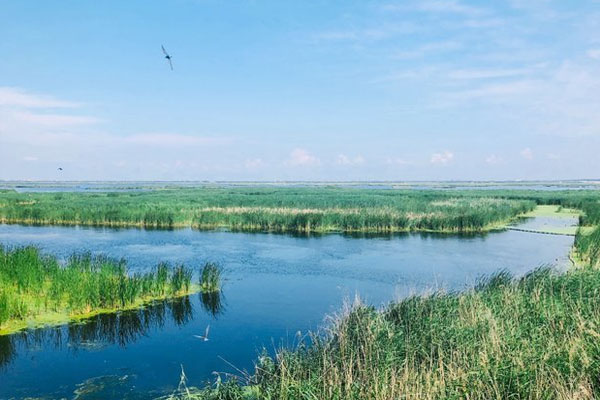 龍鳳濕地