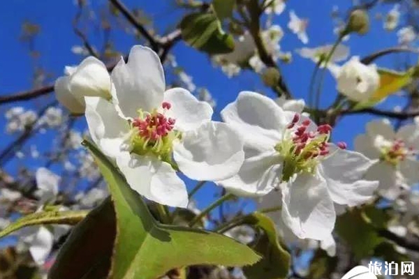 山東濟寧春季賞花哪里好