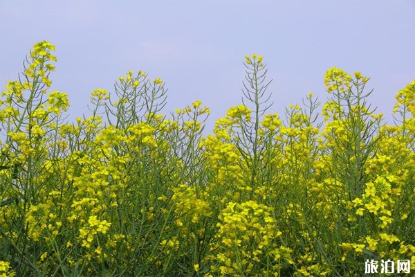 宜興賞油菜花的地方有哪些