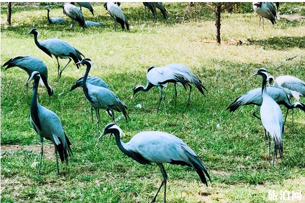 秦皇島野生動(dòng)物園門票-秦皇島野生動(dòng)物園攻略